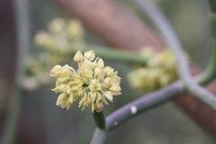 Sarcostemma intermedium